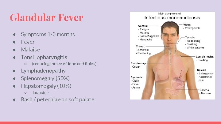 Glandular Fever ● ● Symptoms 1 -3 months Fever Malaise Tonsillopharyngitis ○ (reducing intake