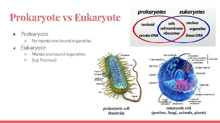 Prokaryote vs Eukaryote ● Prokaryote ○ ● No membrane bound organelles Eukaryote ○ ○