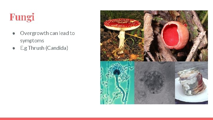 Fungi ● Overgrowth can lead to symptoms ● E. g Thrush (Candida) 