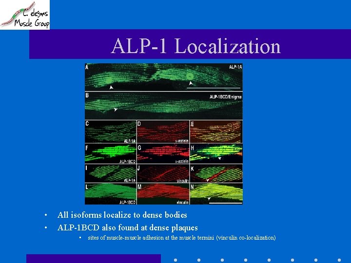 ALP-1 Localization • • All isoforms localize to dense bodies ALP-1 BCD also found