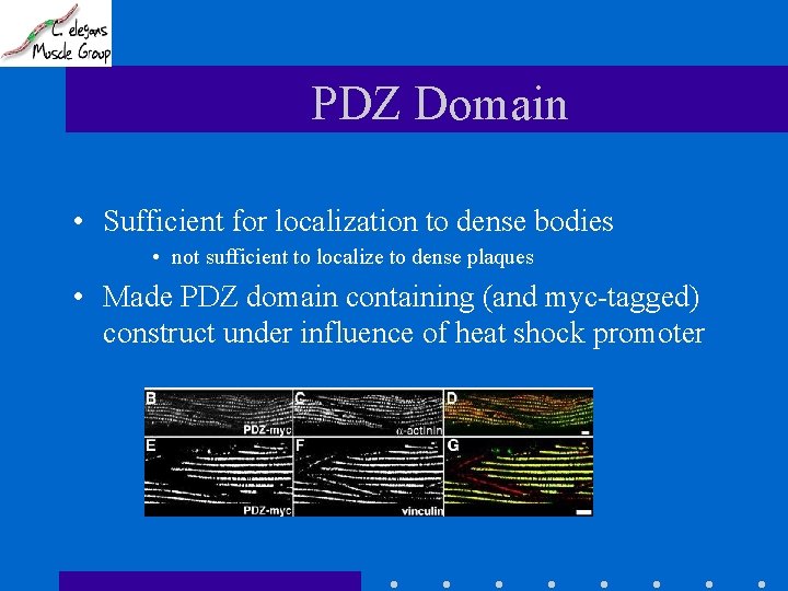 PDZ Domain • Sufficient for localization to dense bodies • not sufficient to localize