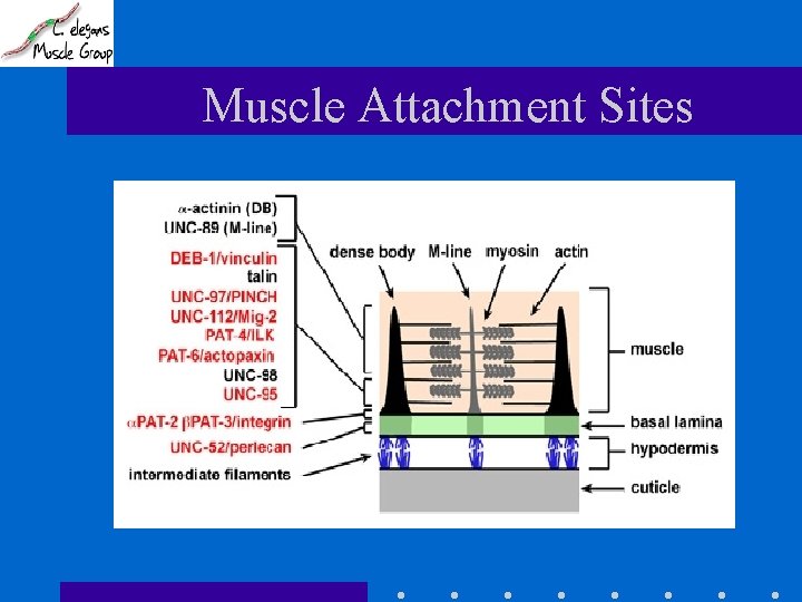 Muscle Attachment Sites 