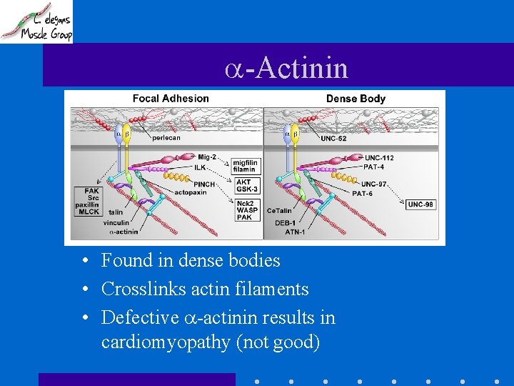  -Actinin • Found in dense bodies • Crosslinks actin filaments • Defective -actinin