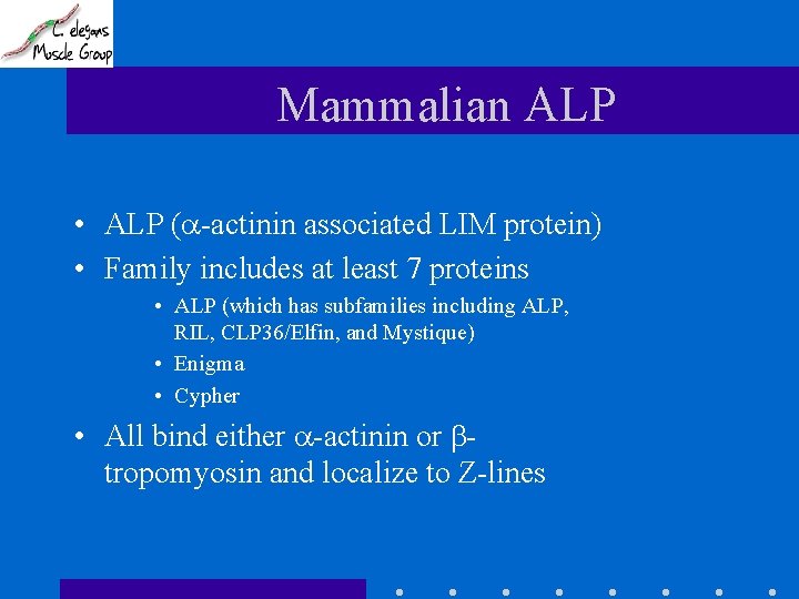 Mammalian ALP • ALP ( -actinin associated LIM protein) • Family includes at least