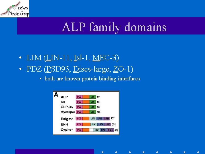 ALP family domains • LIM (LIN-11, Isl-1, MEC-3) • PDZ (PSD 95, Discs-large, ZO-1)
