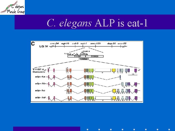 C. elegans ALP is eat-1 