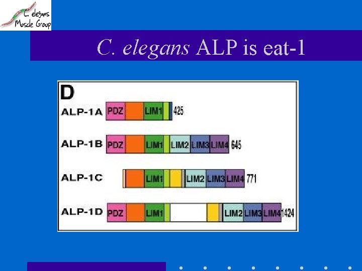 C. elegans ALP is eat-1 