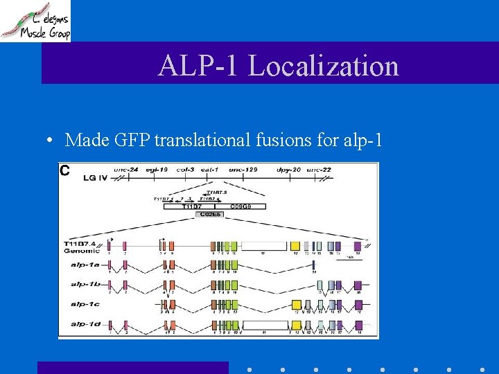 ALP-1 Localization • Made GFP translational fusions for alp-1 