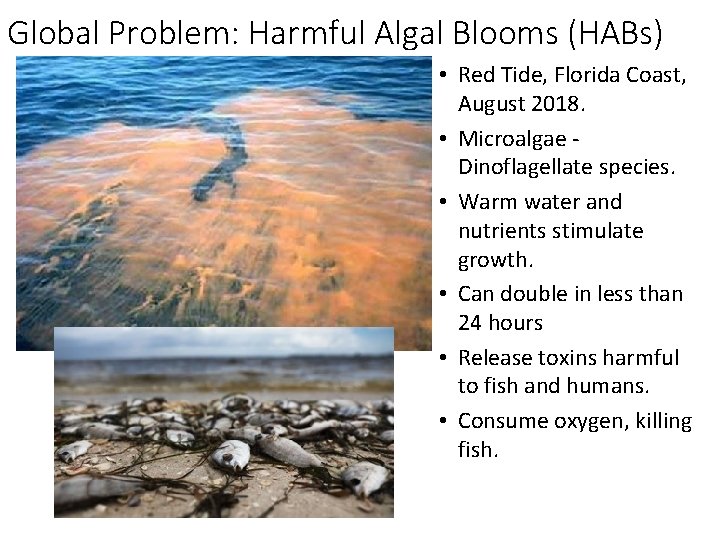 Global Problem: Harmful Algal Blooms (HABs) • Red Tide, Florida Coast, August 2018. •