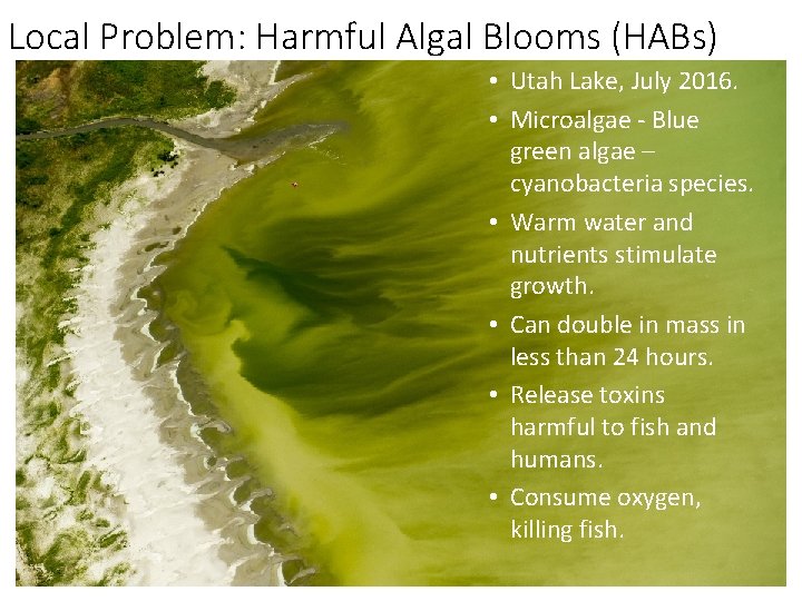 Local Problem: Harmful Algal Blooms (HABs) • Utah Lake, July 2016. • Microalgae -