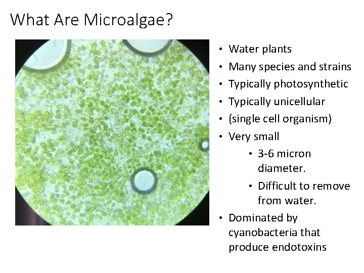 What Are Microalgae? • Water plants • Many species and strains • Typically photosynthetic