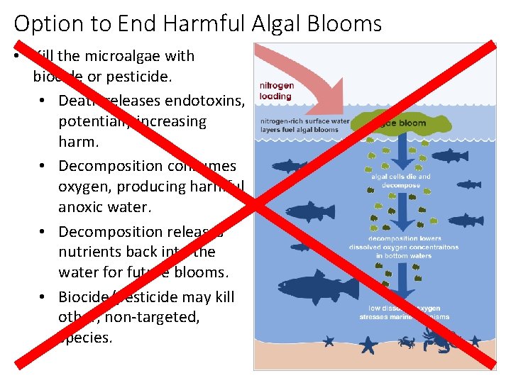 Option to End Harmful Algal Blooms • Kill the microalgae with biocide or pesticide.