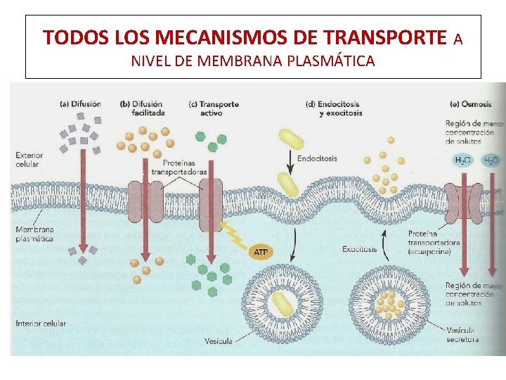 TODOS LOS MECANISMOS DE TRANSPORTE A NIVEL DE MEMBRANA PLASMÁTICA 