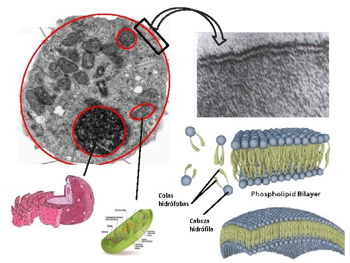 Colas hidrófobas Cabeza hidrófila 