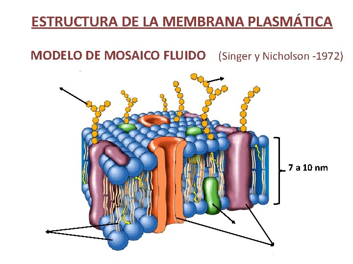 ESTRUCTURA DE LA MEMBRANA PLASMÁTICA MODELO DE MOSAICO FLUIDO (Singer y Nicholson -1972) 7