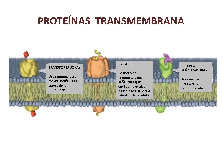 PROTEÍNAS TRANSMEMBRANA TRANSPORTADORAS Usan energía para mover moléculas a través de la membrana CANALES