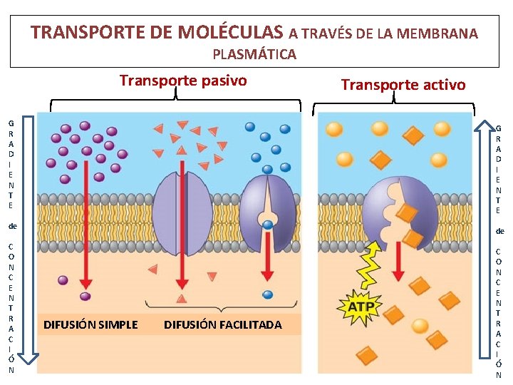 TRANSPORTE DE MOLÉCULAS A TRAVÉS DE LA MEMBRANA PLASMÁTICA Transporte pasivo G R A