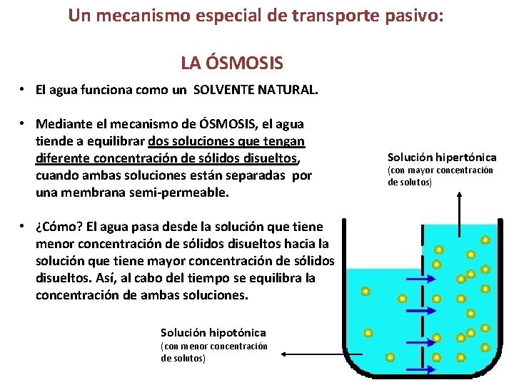 Un mecanismo especial de transporte pasivo: LA ÓSMOSIS • El agua funciona como un