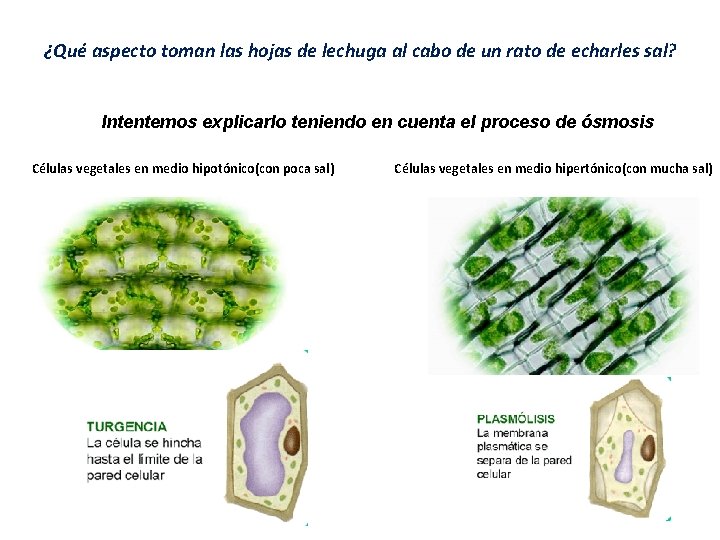 ¿Qué aspecto toman las hojas de lechuga al cabo de un rato de echarles