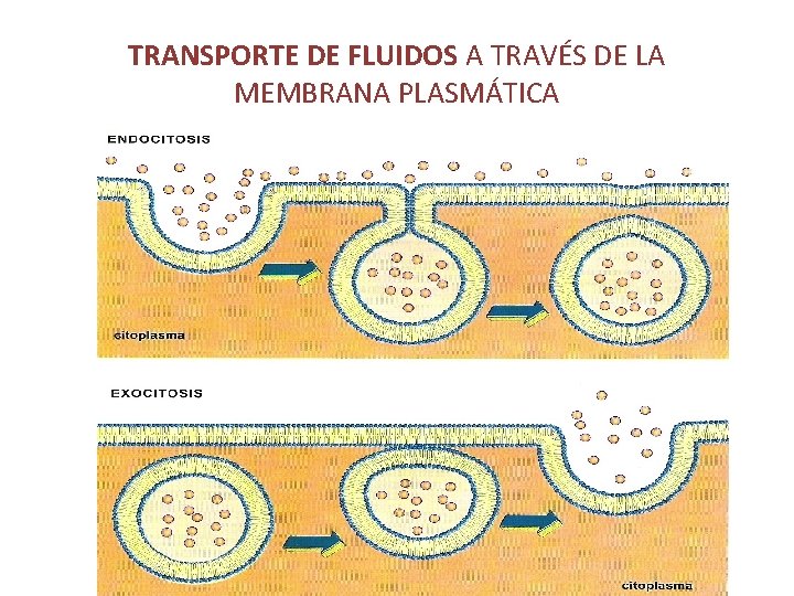 TRANSPORTE DE FLUIDOS A TRAVÉS DE LA MEMBRANA PLASMÁTICA 