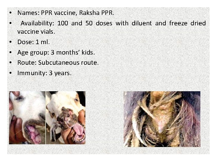  • Names: PPR vaccine, Raksha PPR. • Availability: 100 and 50 doses with