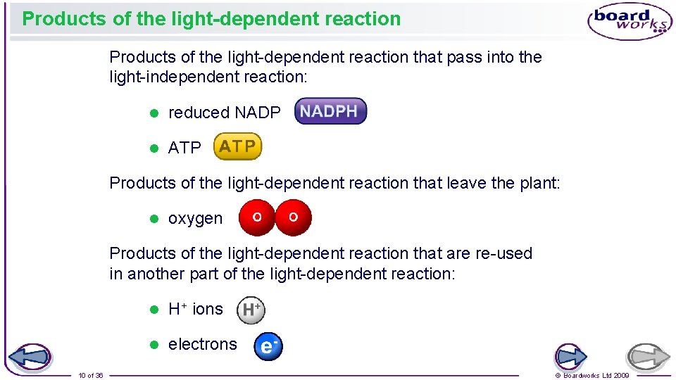 Products of the light-dependent reaction that pass into the light-independent reaction: l reduced NADP