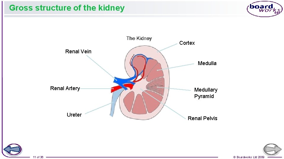 Gross structure of the kidney Cortex Renal Vein Medulla Renal Artery Ureter 11 of