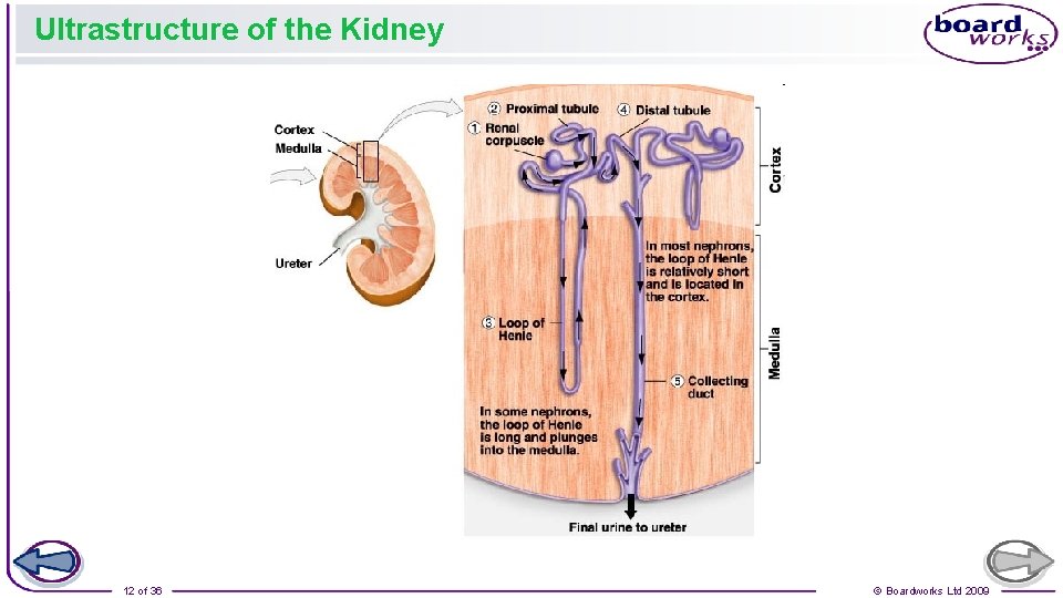 Ultrastructure of the Kidney 12 of 36 © Boardworks Ltd 2009 