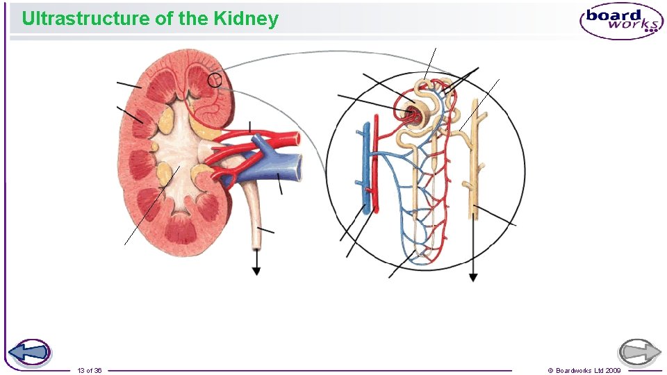 Ultrastructure of the Kidney 13 of 36 © Boardworks Ltd 2009 