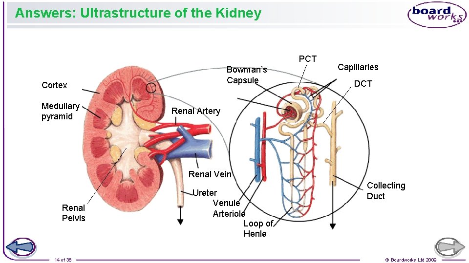 Answers: Ultrastructure of the Kidney PCT Bowman’s Capsule Cortex Medullary pyramid Capillaries DCT Renal