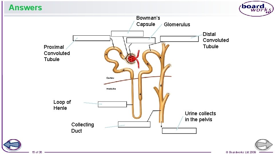 Answers Bowman’s Capsule Glomerulus Distal Convoluted Tubule Proximal Convoluted Tubule Loop of Henle Collecting