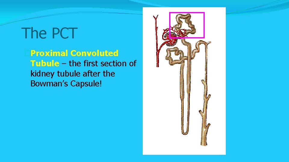 The PCT �Proximal Convoluted Tubule – the first section of kidney tubule after the