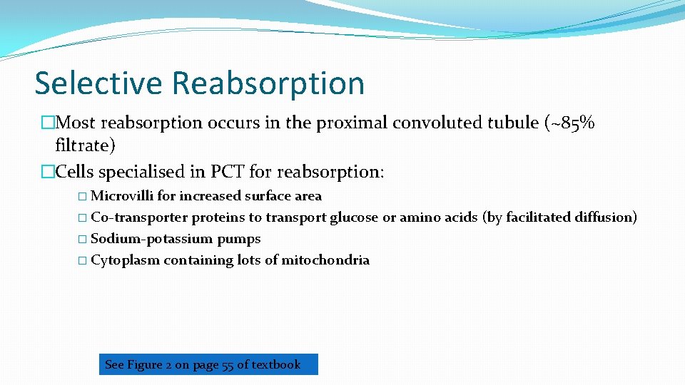 Selective Reabsorption �Most reabsorption occurs in the proximal convoluted tubule (~85% filtrate) �Cells specialised