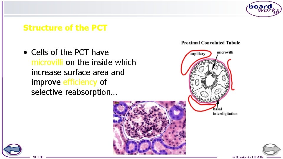 Structure of the PCT • Cells of the PCT have microvilli on the inside