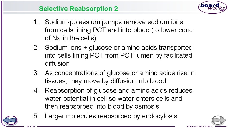 Selective Reabsorption 2 1. Sodium-potassium pumps remove sodium ions from cells lining PCT and