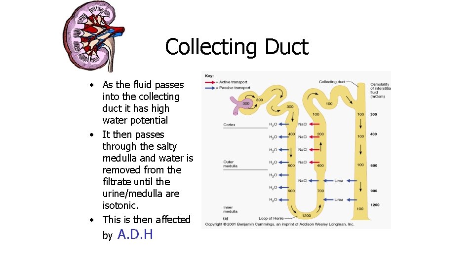 Collecting Duct • As the fluid passes into the collecting duct it has high