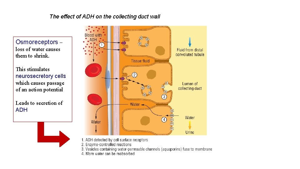 The effect of ADH on the collecting duct wall Osmoreceptors – loss of water