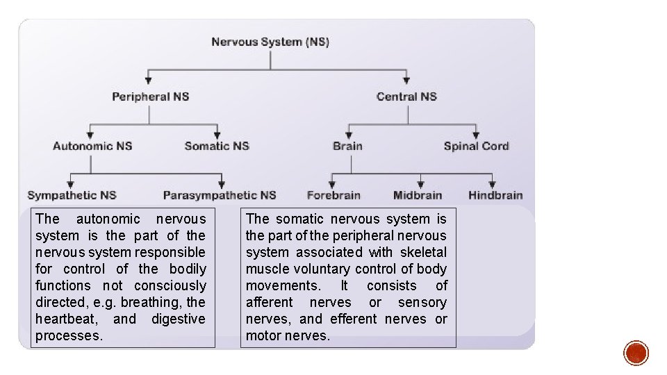 The autonomic nervous system is the part of the nervous system responsible for control