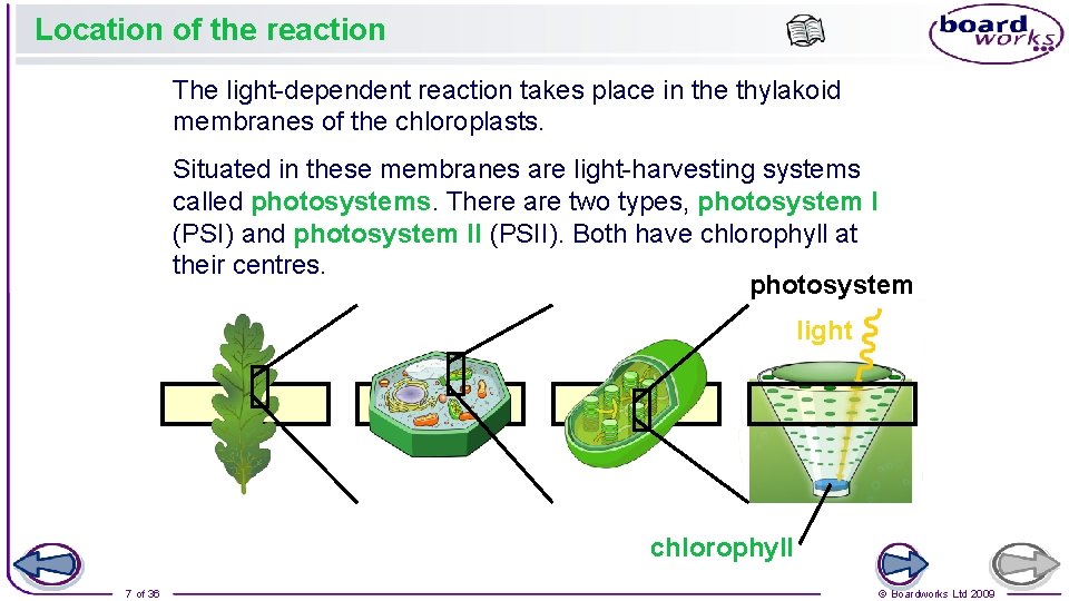 Location of the reaction The light-dependent reaction takes place in the thylakoid membranes of