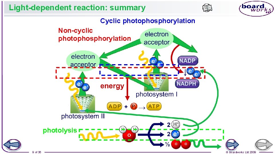 Light-dependent reaction: summary Cyclic photophosphorylation Non-cyclic photophosphorylation photolysis 9 of 36 © Boardworks Ltd