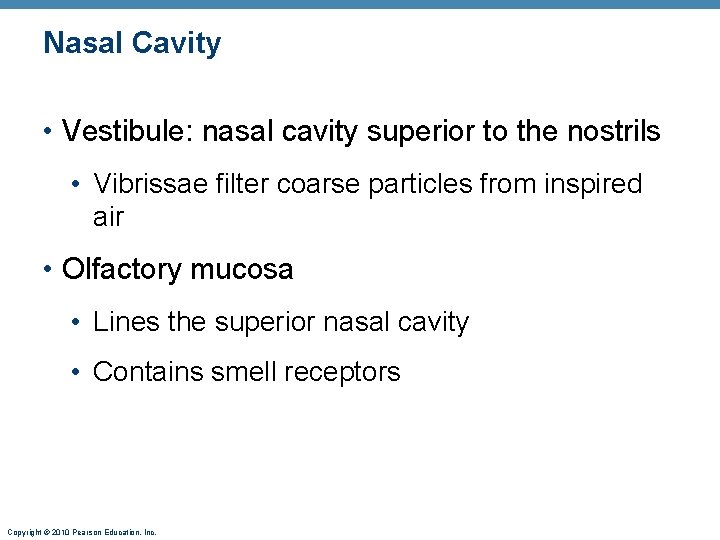 Nasal Cavity • Vestibule: nasal cavity superior to the nostrils • Vibrissae filter coarse Nasal Cavity • Vestibule: nasal cavity superior to the nostrils • Vibrissae filter coarse