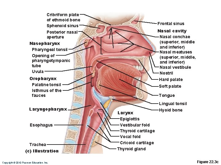 Cribriform plate of ethmoid bone Sphenoid sinus Posterior nasal aperture Nasopharynx Pharyngeal tonsil Opening Cribriform plate of ethmoid bone Sphenoid sinus Posterior nasal aperture Nasopharynx Pharyngeal tonsil Opening