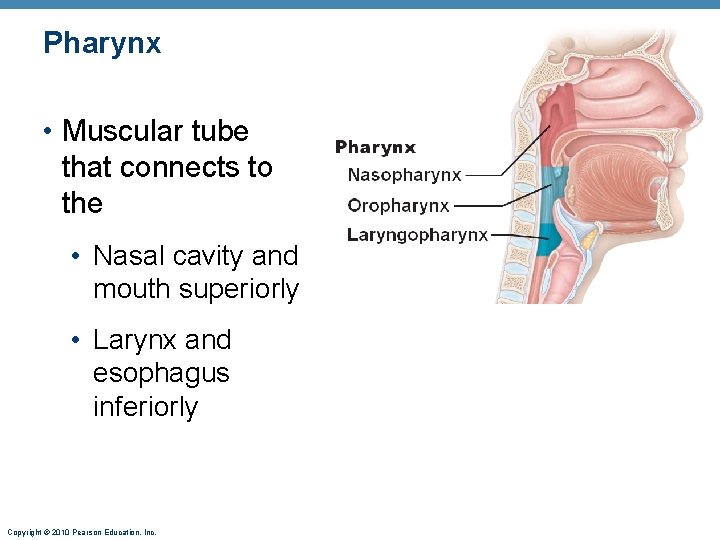 Pharynx • Muscular tube that connects to the • Nasal cavity and mouth superiorly Pharynx • Muscular tube that connects to the • Nasal cavity and mouth superiorly