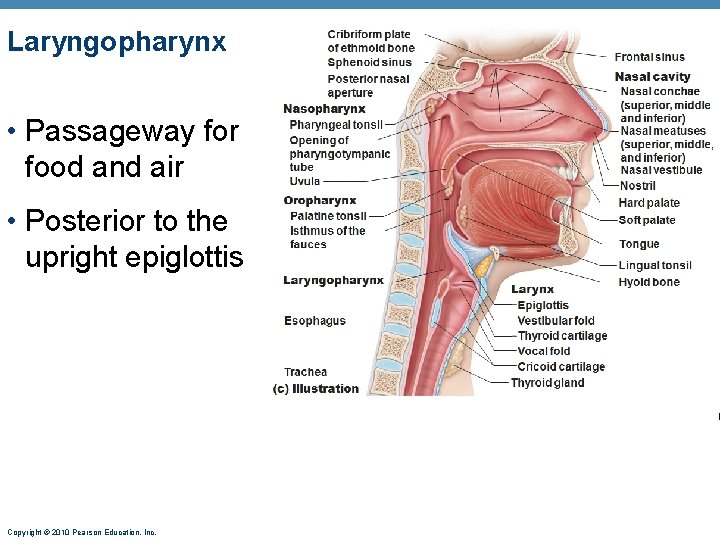 Laryngopharynx • Passageway for food and air • Posterior to the upright epiglottis Copyright Laryngopharynx • Passageway for food and air • Posterior to the upright epiglottis Copyright