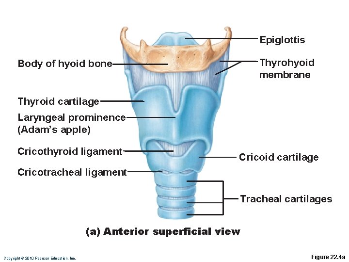 Epiglottis Thyrohyoid membrane Body of hyoid bone Thyroid cartilage Laryngeal prominence (Adam’s apple) Cricothyroid Epiglottis Thyrohyoid membrane Body of hyoid bone Thyroid cartilage Laryngeal prominence (Adam’s apple) Cricothyroid
