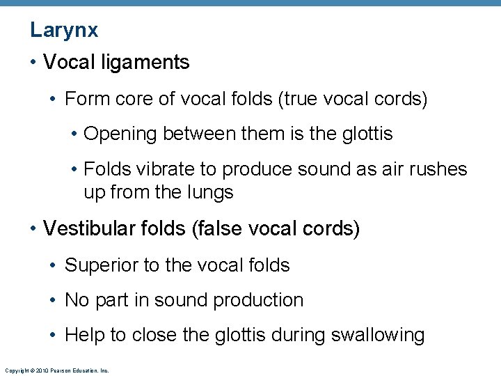 Larynx • Vocal ligaments • Form core of vocal folds (true vocal cords) • Larynx • Vocal ligaments • Form core of vocal folds (true vocal cords) •