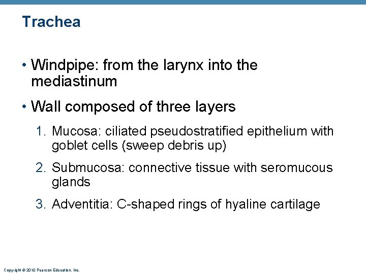 Trachea • Windpipe: from the larynx into the mediastinum • Wall composed of three Trachea • Windpipe: from the larynx into the mediastinum • Wall composed of three