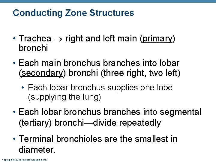 Conducting Zone Structures • Trachea right and left main (primary) bronchi • Each main Conducting Zone Structures • Trachea right and left main (primary) bronchi • Each main