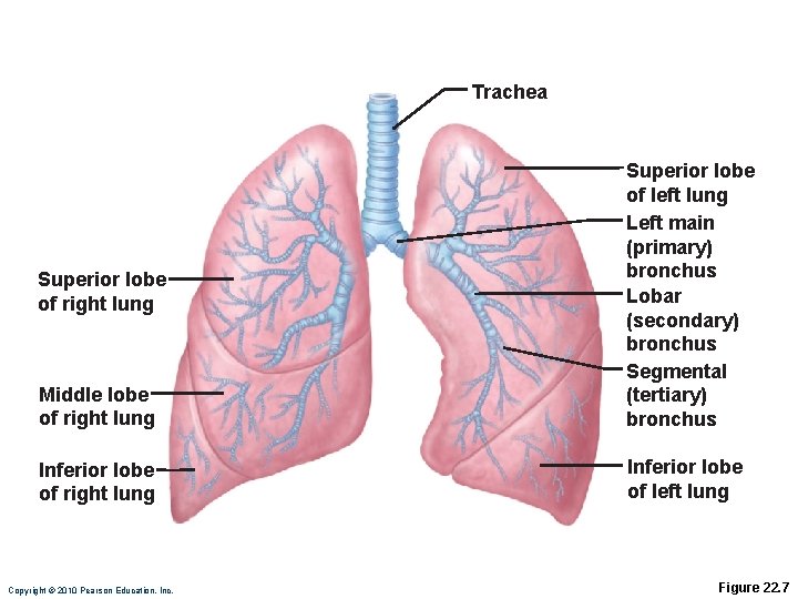 Trachea Middle lobe of right lung Superior lobe of left lung Left main (primary) Trachea Middle lobe of right lung Superior lobe of left lung Left main (primary)
