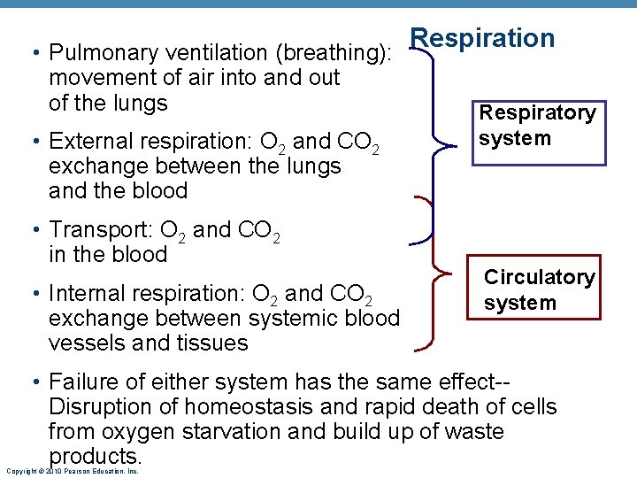 Respiration • Pulmonary ventilation (breathing): movement of air into and out of the lungs Respiration • Pulmonary ventilation (breathing): movement of air into and out of the lungs
